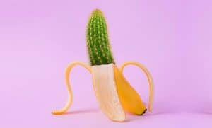 banane x cactus